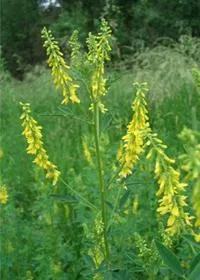 Melilotus officinalis (sárga), felhasználásának, a fotó, leírás