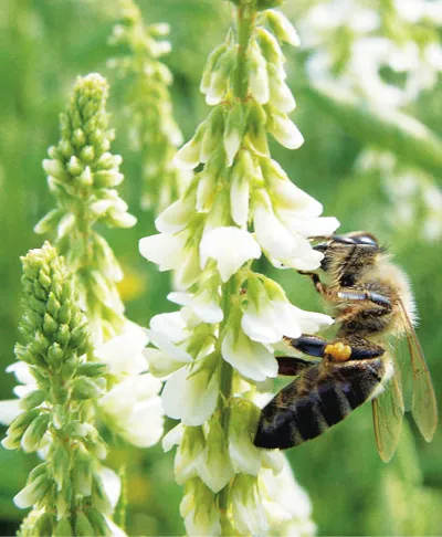 Sweet Clover мед - видове мед - Файл каталог - Всичко за мед и пчели