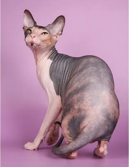 Sphynx или руски без козина котка статии за котки