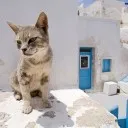 Aegean Cat - catpage iubitorii de pisici comunitare