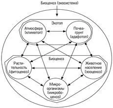 Ecosistemul ca unitate structurală și funcțională a biosferei - abordarea ecosistemului