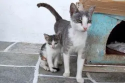 Aegean Cat Breed leírás, ár, fotó