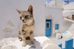 Aegean Cat Breed leírás, ár, fotó