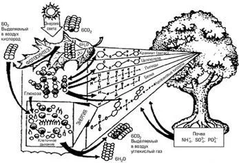 Ecosistemul ca unitate structurală și funcțională a biosferei - abordarea ecosistemului