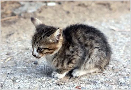 Егейско снимки котка, видео, цена, описание порода, характер