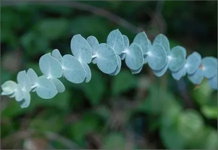 Eucalyptus етерично масло