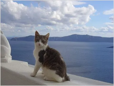 Aegean Cat fotók, videók, ár, fajta leírás, karakter