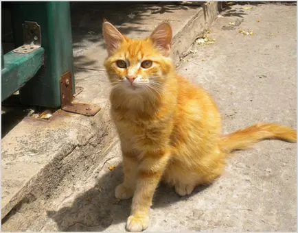 Егейско снимки котка, видео, цена, описание порода, характер