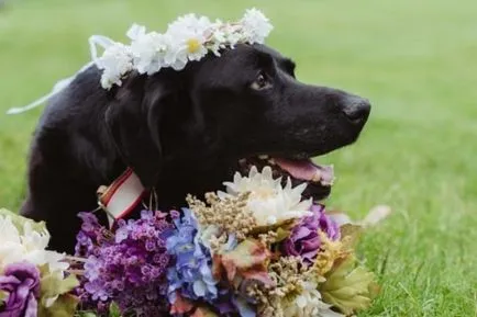 Ez a kutya hosszú életet élt - 15 éves és jelen volt az esküvő úrnője