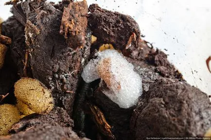 Farm, ahol a piócák termesztenek ez érdekes!