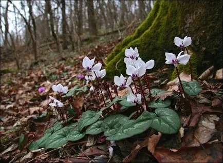 Elkina Ангела Valentinovna - Пролет - много време!