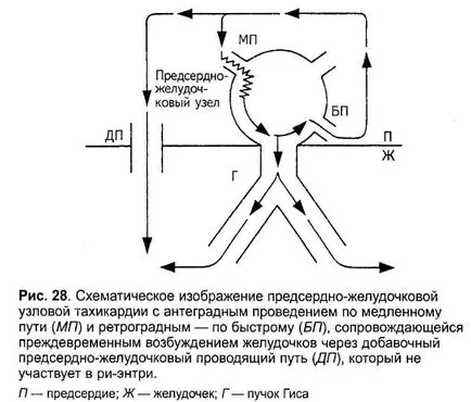 Bazele electrofiziologice ECG