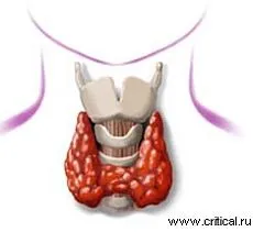 Фитотерапия в нарушение на функцията на щитовидната жлеза