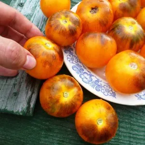 Cameră Violet, casa de tomate