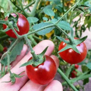 Cameră Violet, casa de tomate