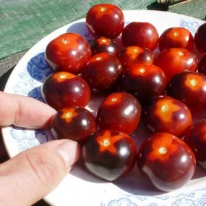 Cameră Violet, casa de tomate