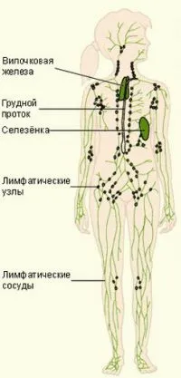 Къде са лимфните възли