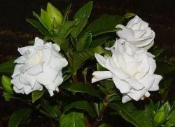jázmin Gardenia