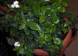iasomie Gardenia