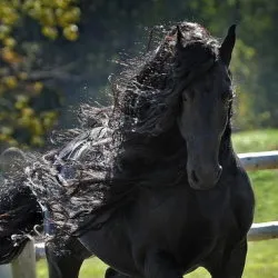 Friesian преглед порода коне, описание и характеристика на фото и видео