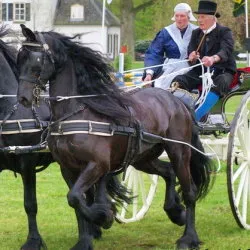 Friesian преглед порода коне, описание и характеристика на фото и видео