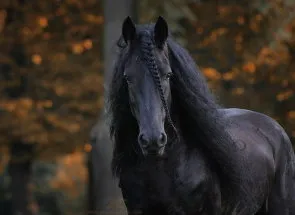 Friesian преглед порода коне, описание и характеристика на фото и видео