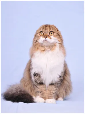 Genetics Scottish fold (skót-szeres) kőzetek vagy öröklött függesztővasak