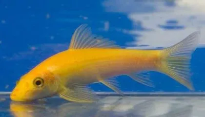 Girinoheylus galben (aur) creșterea conținutului de imagine Alge, pești de acvariu