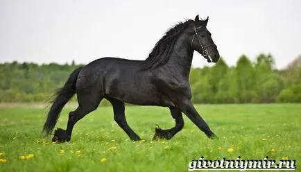 Friesian кон