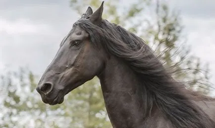 Friesian кон описание порода, снимки