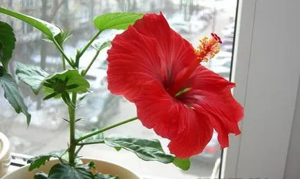 Hibiscus terem és gondozás