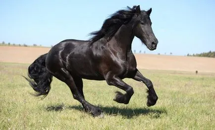 Friesian descriere rasa cal, poze