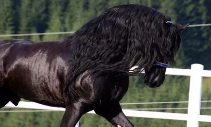 Friesian descriere rasa cal, poze