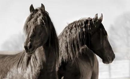 Friesian преглед порода коне, описание и характеристика на фото и видео