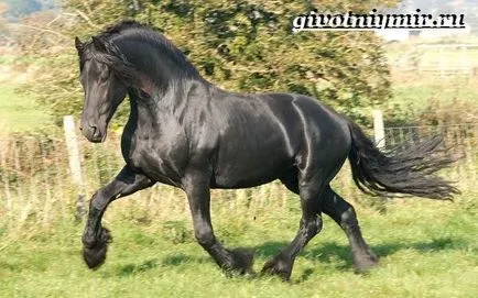 Friesian кон