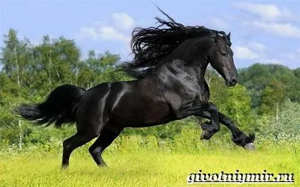 Friesian кон