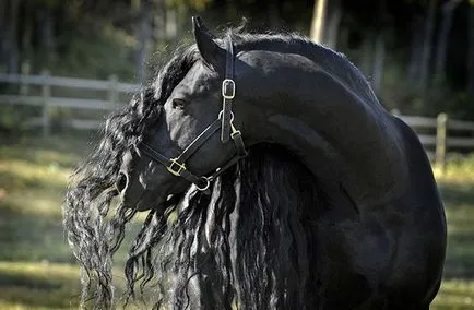 Friesian преглед порода коне, описание и характеристика на фото и видео