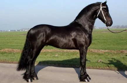 Friesian descriere rasa cal, poze