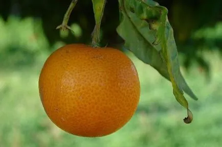 Hibrid de mandarina si portocala ca numita citrice