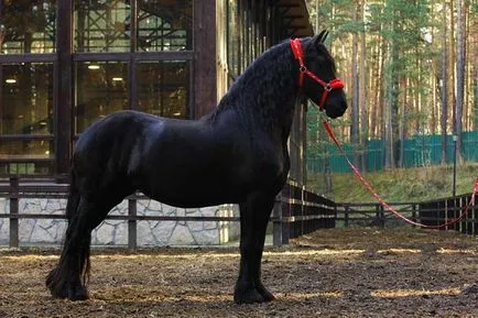 Friesian преглед порода коне, описание и характеристика на фото и видео