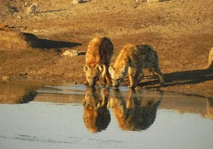 Hiena, enciclopedie animale