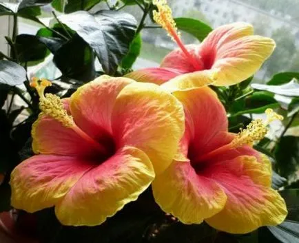 Hibiscus terem és gondozás