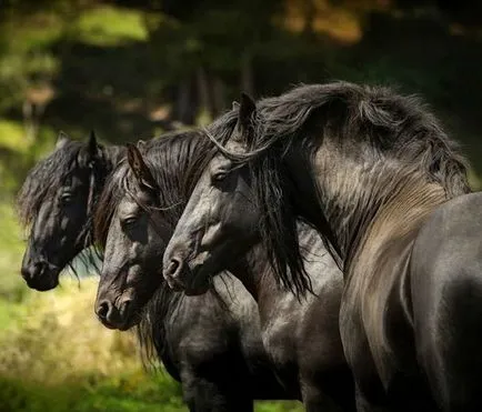 Friesian преглед порода коне, описание и характеристика на фото и видео