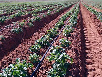 Холандски отглеждането на картофи технологии, селското стопанство, бизнес