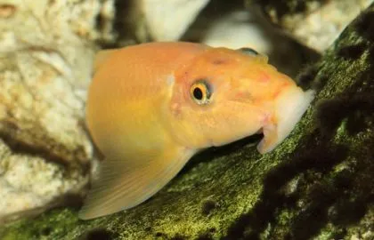 Girinoheylus galben (aur) creșterea conținutului de imagine Alge, pești de acvariu