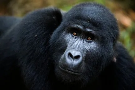 Gorilla érdekes tények, fotók és rövid - évszakok