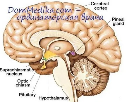 Хистологичен структура на хипофизната жлеза