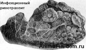 IBR, tratamentul animalelor domestice