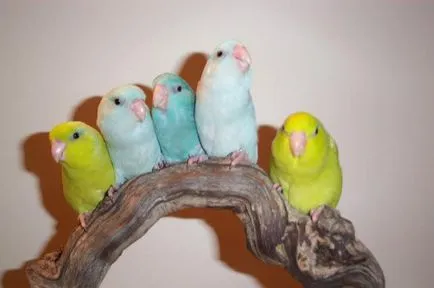 Имената на момчета-папагали