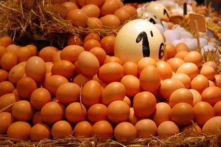 Érdekességek a csirke és csirke tojás